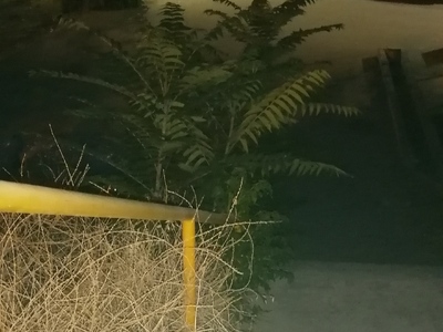 Καθαριότητα δρόμων - πεζοδρομίων - κλάδεμα