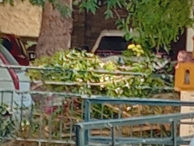 κομμένα κλαδιά  	Φώκαιας