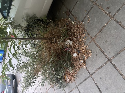 Καθαριότητα   Περικλεους -  Καισαρειας