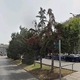 Ξερό δέντρο Χηλής