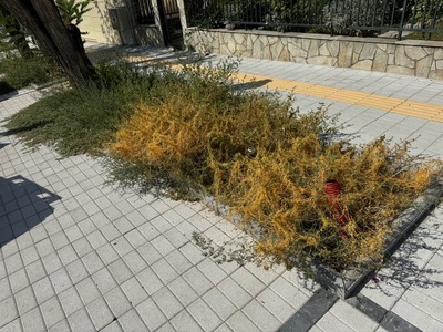 Εγκατάλειψη και απεριποίητα παρτέρια σε νέο έργο ανάπλασης – Καλαμαριά  Αργοναυτών