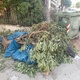 αμμεσα  καθαρισμου κλαδια και σκουπισμα  Παρασκευοπουλου