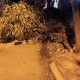 Σπασμένο κλαδι δεντρου Καραβαγγέλη με Σεβαστείας