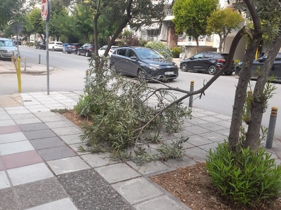 Σπσαμενο κλαδι  Αιγαιου