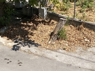 Στρώμα από φύλλα ελλιπής καθαριότητα  Χειμωνίδου