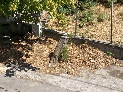 Στρώμα από φύλλα ελλιπής καθαριότητα  Χειμωνίδου