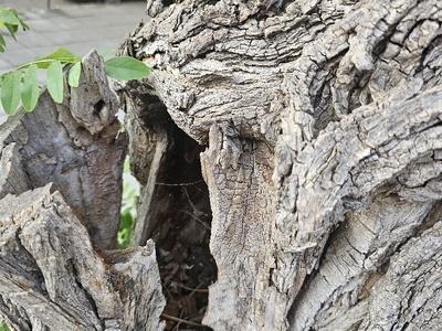 Σαπιο δέντρο  	Ταξιαρχών