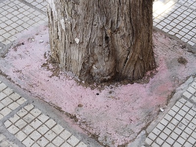 Τσιμεντωμένες δενδροδόχοι  Στράβωνος