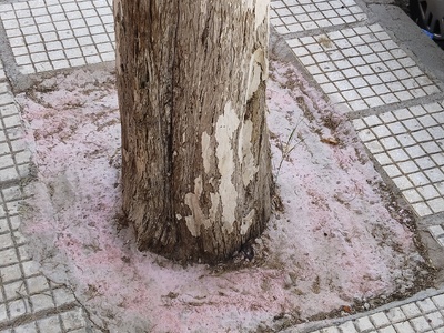 Τσιμεντωμένες δενδροδόχοι  Στράβωνος