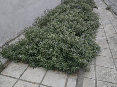 Κουρεμα Χορτων