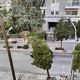 Δενδρο Γερνει και θα πεσει