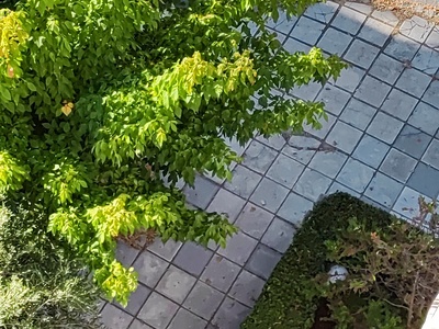 η οδός Ήρας και Ιωνίας δεν καθαρίζεται