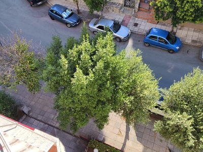 κλάδεμα Δάφνης