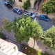 κλάδεμα Δάφνης