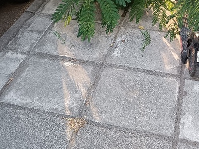 ξεχορταριασμα δενδροδόχων