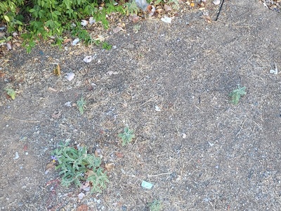 σκουπίδια παντού  πάρκου της Σκρα