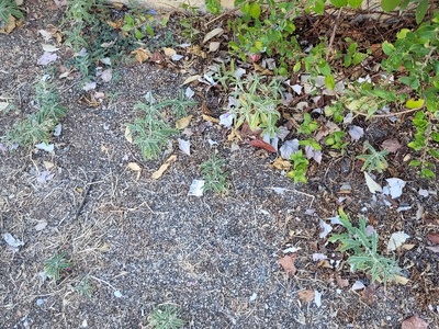 σκουπίδια παντού  πάρκου της Σκρα