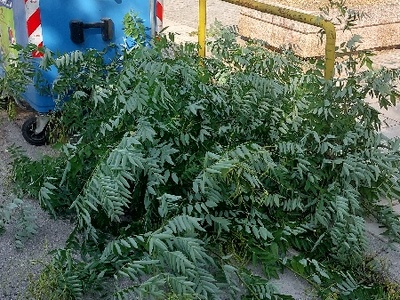 κλαδια στους καδους  	Αμύνης