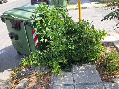 Αποκομιδή λεπτών κλαδιών 	Καθηγητού Ρωσσίδου