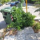 Αποκομιδή λεπτών κλαδιών  Καθηγητού Ρωσσίδου