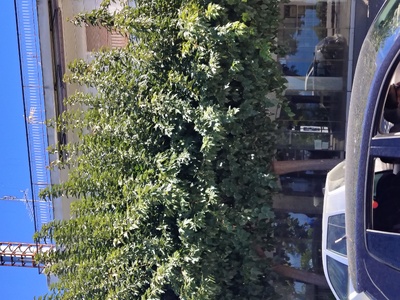 Κλάδεμα δέντρων 	Νικολάου Πλαστήρα