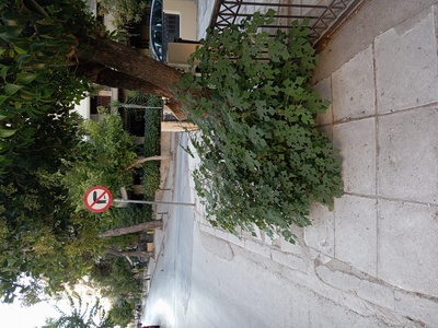 Κλάδεμα  	Καυκασου κ Χαλδίας