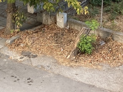 Ανύπαρκτη καθαριότητα οδών  	Χειμωνίδου