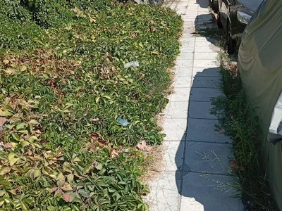Υπερβολική και ανεξέλεγκτη βλάστηση και εμπόδιο στη διέλευση πεζών. Νικολάου Πλαστήρα