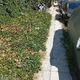 Υπερβολική και ανεξέλεγκτη βλάστηση και εμπόδιο στη διέλευση πεζών. Νικολάου Πλαστήρα