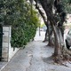 Κλαδιά από κει που οικοδομής μεγαλώνουνε μέσα στο πεζοδρόμιο  Κερασούντος
