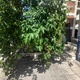 αμμεσα   Αποστ παυλου