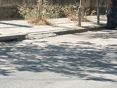Ξεχορτάριασμα δεντροδόχων