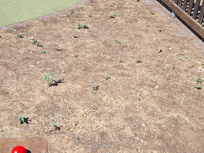 Φύτευση δένδρων  πάρκο των Αλησμονητων Πατριδων ή Χαμένων Πατριδων Αγίου Βασιλείου