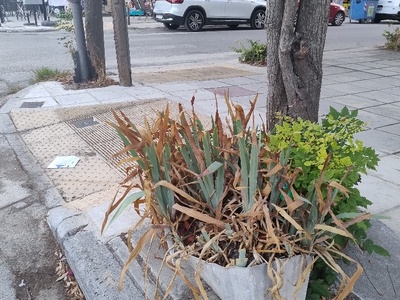 Ζαρντινιέρα στον δρόμο   Λυκούδη και Χανίων