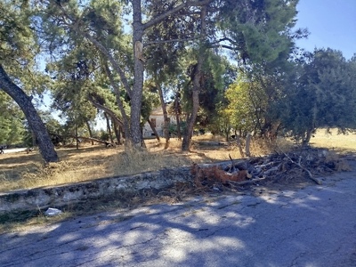 Απομάκρυνση ξερών κλαδιών εντός Κόδρα