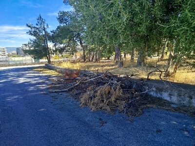 Απομάκρυνση ξερών κλαδιών εντός Κόδρα