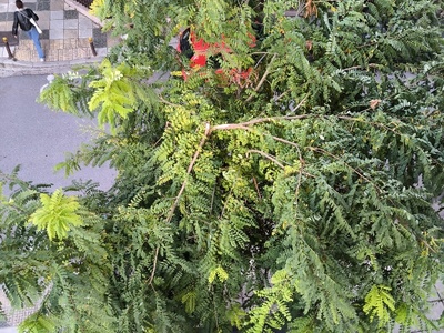 Κλάδεμα σπασμένου δέντρου Ιωάννη Πασαλίδη