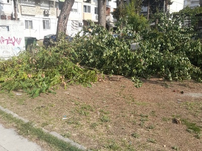 κλαδια και μετα σκουπισμα	Φοιβου