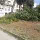 κλαδια και μετα σκουπισμα Φοιβου