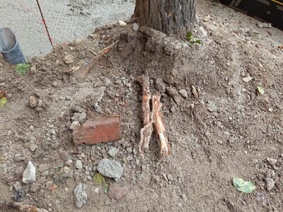 Κίνδυνος πτώσης δέντρων 	Καισαρείας