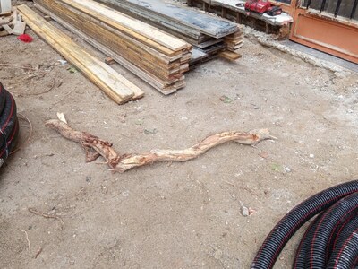 Κίνδυνος πτώσης δέντρων 	Καισαρείας