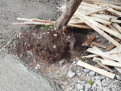 Πτώση δενδρου 	Καισαρείας