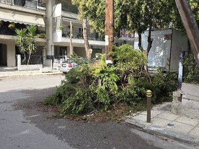 παρατημενα κομμενα δεντρα  Δαρδανελίων με μητρ. καλλιδου
