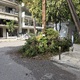 παρατημενα κομμενα δεντρα  Δαρδανελίων με μητρ. καλλιδου