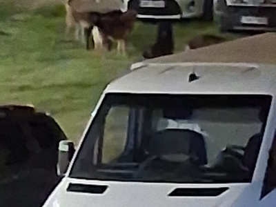 Αδέσποτα σκυλιά στην Κηφισιά