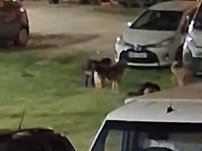 Αδέσποτα σκυλιά στην Κηφισιά