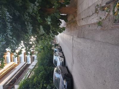 Κλάδεμα δέντρου Ρόδου