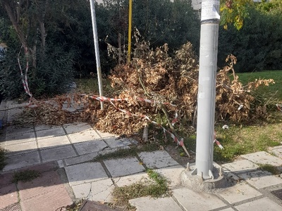 αμμεσα   	Κλαδιά	Δωδεκανησου