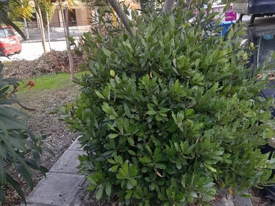 αμμεσα    καθαρισμα τους θαμνους 	Δωδεκανησου