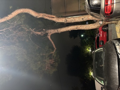 Επείγον αίτημα για κοπή/κλάδεμα επικίνδυνου δέντρου — Σινώπης 2, Καλαμαριά